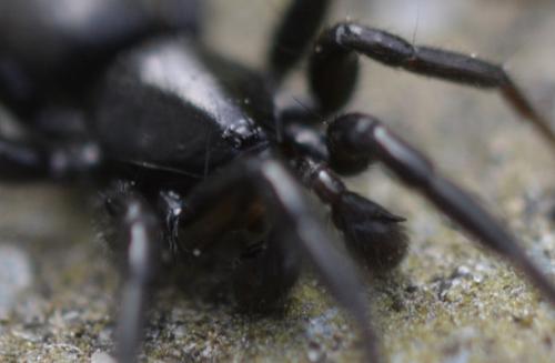 Réf. 230 438 : Zelotes sp.